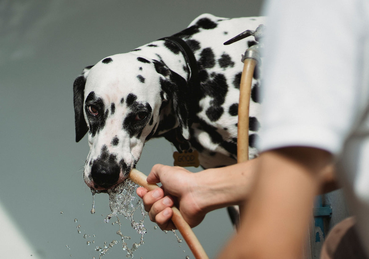 perro refrescándose con una manguera 