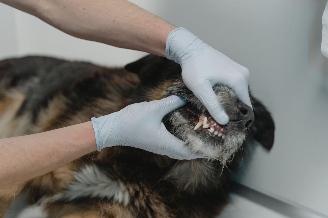 Perro en dentista