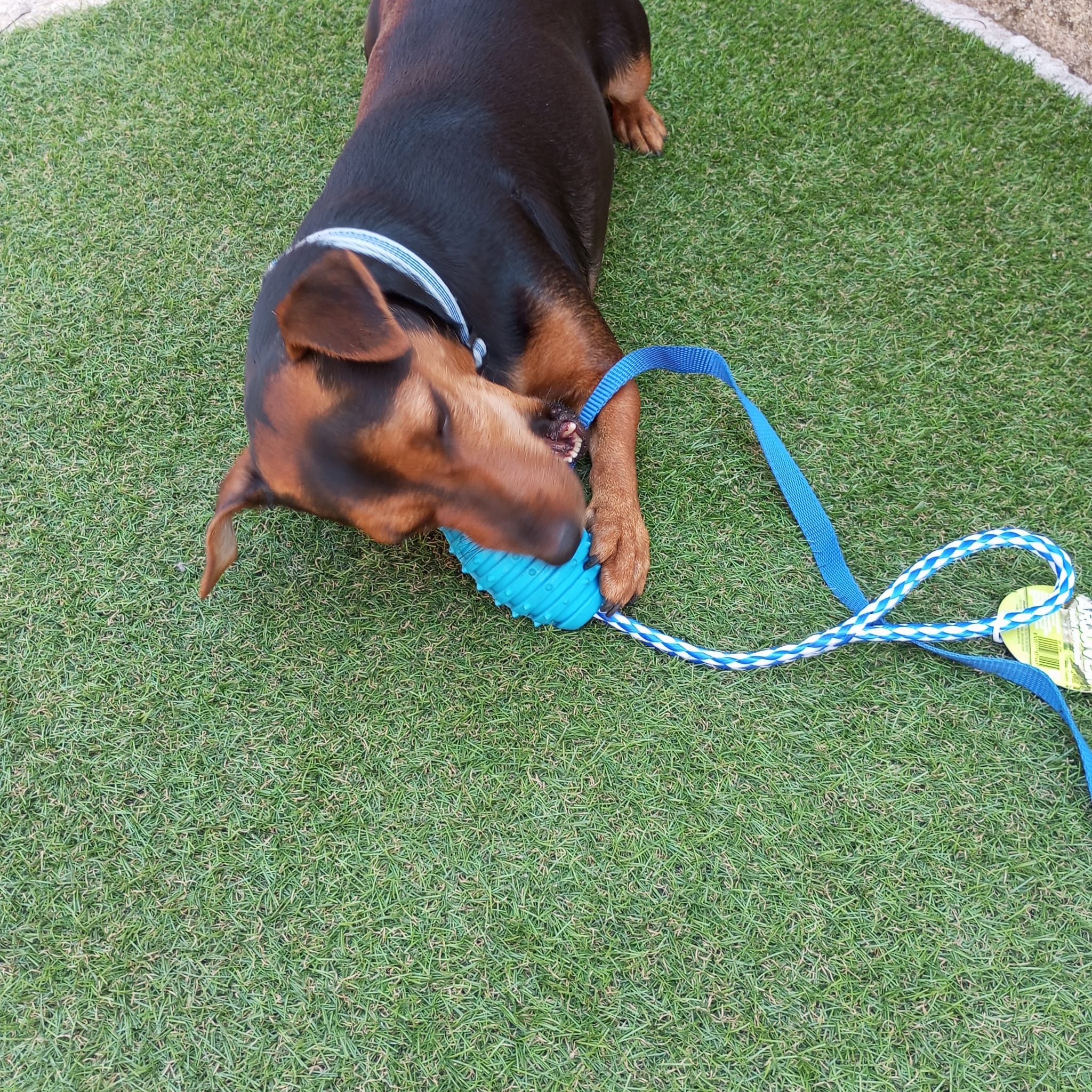 Yako jugando con juguete