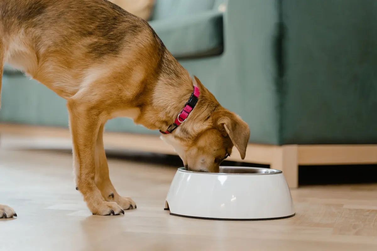 perro comiendo en su comedero